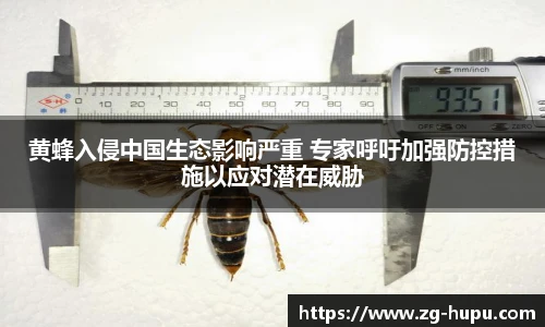 虎扑nba